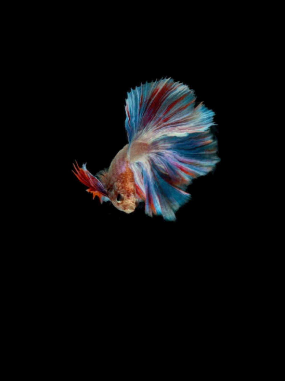 Just playing around🤗🐠 Fish photoes into a tiny animation^^ Should I make more?3 #animation #fish #viral #fyp #photo  