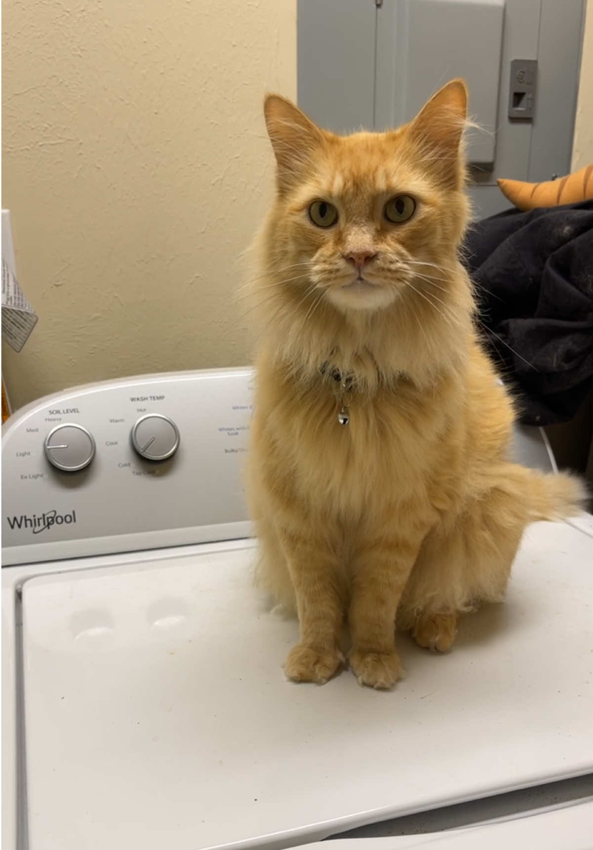 Never listens #orangecatbehavior #catsoftiktok 