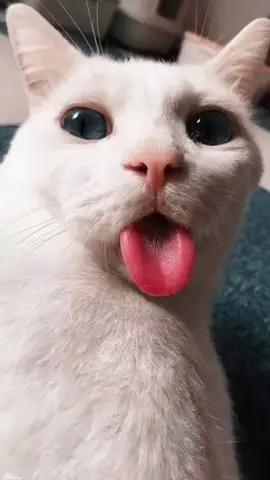 tente não rir 😂 #memesbr #tentenãorir #memecut #pets #petcomedy 