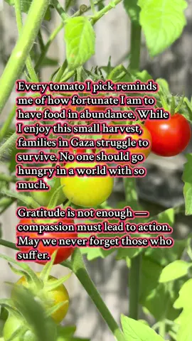 Grateful for every harvest, but my heart is heavy knowing so many go without. May our abundance inspire compassion, not complacency and turn our anger into action. 🌱🍅 #StandWithGaza #Gaza  #HumanityFirst 