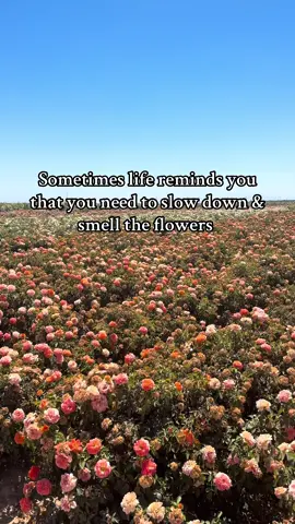 ✨#fyp #foryou #trending #viral #flowers 