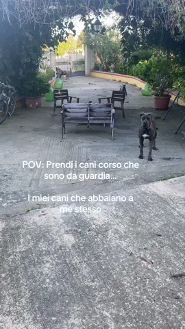 🫨🤯 #fyp #perte #cane #canecorso #cucciolo 
