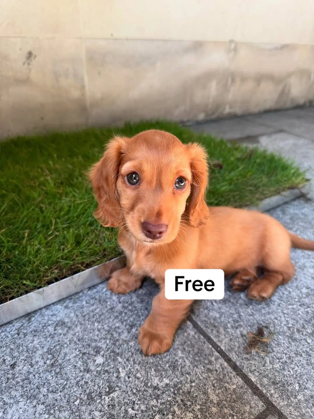 #PuppyCuteness  #LoveablePuppies  #PuppyPlaytime 
