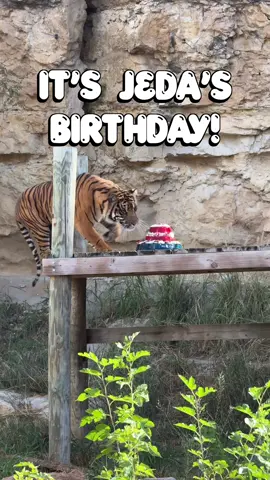 It’s Jeda’s Birthday! He loved his popsicle cake! 🐯🎂 #cuteanimals #tiger #fyp #cats