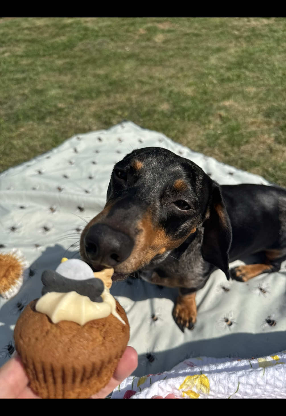 #fyp #dachshund #bugaboo #bugaboodonkey5 #firsttimemom 
