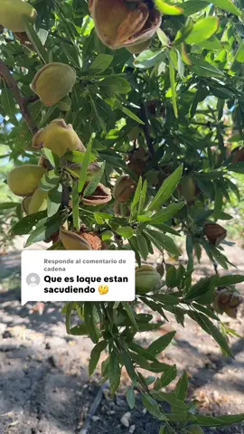 Respuesta a @cadena 