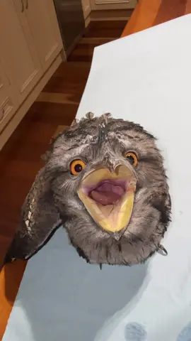 Last week, late one night, a father and son brought me a tawny frogmouth they’d found on the side of the road. When they picked him up, he was barely conscious and looking pretty rough. They brought him over in a box, and I let him sit quietly for a bit. Within about 20 minutes of them leaving, I took him out to assess him and he suddenly sprung to life, flew straight across the kitchen and into the wall 😅 Not ideal, but honestly a good sign after how flat he looked when he first arrived. He had all the signs of head trauma, probably from clipping a car mirror or window, and was showing concussion like symptoms. I kept him overnight, fed him up on chicken hearts, and over the next couple of days made sure there were no internal injuries. Wings and feet had great strength, no blood, and grip was perfect. Cool fact: tawny frogmouths get most of their water from the food they eat, insects, small mammals, and even the odd frog, so hydration is built into their diet. After two days he was looking 100% so we took him back to where he was found and set him free. I’ll post the release video with the kids soon, it was a great experience and just confirmed that tawnies are my absolute favourite Australian bird. ONYA legends 🦉💚 #TawnyFrogmouth #WildlifeRehab #WildlifeWarrior #NativeBirds #AussieWildlife      