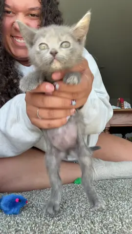 new kitten 
