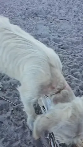 animal resgatado em situação de mais tratos 15 dias  após tratamento  ❤️❤️❤️❤️❤️❤️