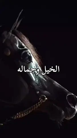 #احمد عادل#كروان الصعيد #الخيل وجماله #explore #
