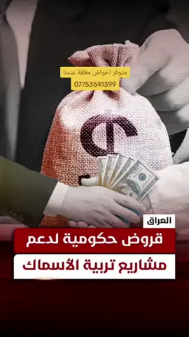 🔹 بتاريخ **14 آب 2025** — وزارة الزراعة أعلنت أنها: * تشجّع المربين على الانتقال إلى **النظام المغلق** لتقليل استهلاك المياه. * نسّقت مع **المصرف الزراعي التعاوني** لمنح **قروض ميسرة** لأصحاب مشاريع الأحواض المغلقة. * تعمل أيضًا على مشروع لدعم استخدام **الطاقة الشمسية** في تشغيل هذه الأحواض لتخفيف كلفة الكهرباء. يعني إذا عندك مشروع أحواض مغلقة في 2025، تقدر تستفيد من **قرض حكومي عبر المصرف الزراعي** مع بعض الشروط (مثل ترشيح من مديرية الزراعة، تقديم دراسة جدوى، وضمانات). نعم، الحكومة العراقية تقدم قروضًا ميسرة  ✅ كيفية التقديم على القروض: التواصل مع مديرية الزراعة المحلية: يجب الحصول على ترشيح رسمي من مديرية الزراعة في محافظتك، حيث تُعتبر هذه الخطوة أساسية لبدء إجراءات التقديم. إعداد دراسة جدوى اقتصادية: يُنصح بإعداد دراسة جدوى مفصلة توضح تكاليف المشروع، العوائد المتوقعة، والجدوى الاقتصادية، مما يساعد في تسريع عملية الموافقة على القرض. التوجه إلى المصرف الزراعي التعاوني: بعد الحصول على الترشيح، يجب التوجه إلى أقرب فرع للمصرف الزراعي التعاوني لتقديم طلب القرض مع المستندات المطلوبة. الاستفسار عن شروط القرض: يُنصح بالاستفسار عن شروط القرض، المدة الزمنية، والفوائد المترتبة عليه، لضمان التوافق مع احتياجات المشروع. 📌 ملاحظات هامة: الضمانات المطلوبة: قد يُطلب منك تقديم ضمانات مثل سند ملكية الأرض أو عقار آخر. الطاقة الكهربائية: يجب التأكد من توفر إمدادات كهربائية مستمرة، حيث يعتمد النظام المغلق على الفلترة المستمرة للمياه. الطاقة الشمسية: تعمل الوزارة على مشروع لاستخدام الطاقة الشمسية لتقليل تكاليف التشغيل، مما قد يكون مفيدًا لمشروعك.