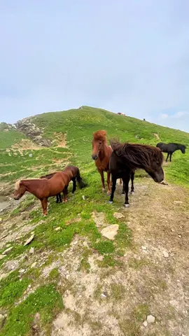 #horse #mountains 