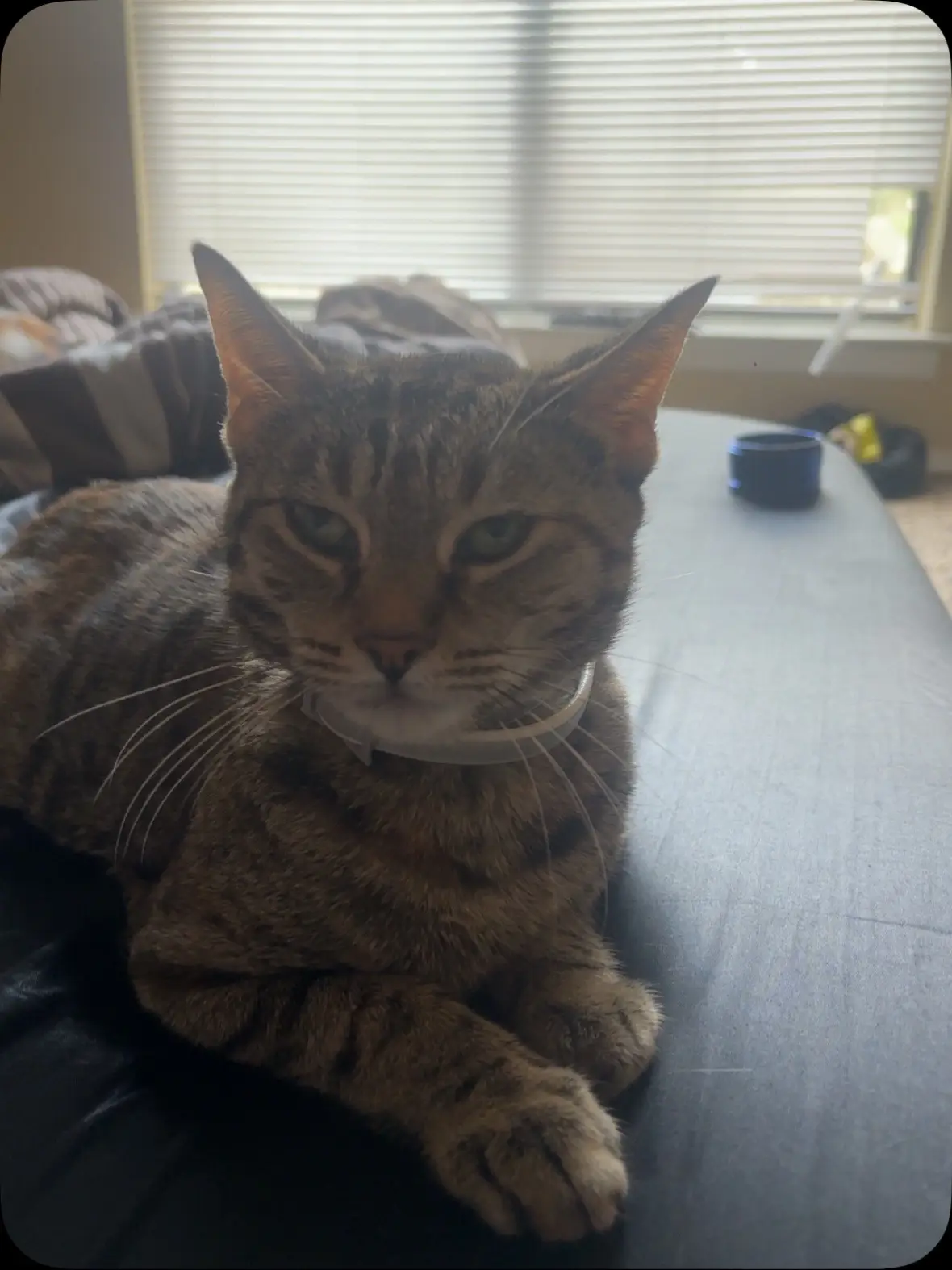 Bella serving absolute FACE on a Sunday afternoon.  #shesfeelingkunt #cat #fyp 