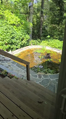 Adolescent taking a dip and enjoying a lily pod salad