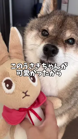 久々の子育てをする胡麻柴#柴犬 