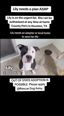 🆘️‼️ Lily is on the urgent list for euthanasia ☠️ at any time ⏰️ at harris County Pet's shelter in Houston texas. Lily needs an adopter, local foster or rescue to save her life ‼️  If you are local please consider fostering it's free and temporary and you would be saving a precious life 🙏🩷🙏 Name . Lily  #A640461 Female  Age 3 years  Co kenneled  Dog friendly  OUT OF STATE ADOPTION IS POSSIBLE.  If you are local please consider fostering it's free and temporary and you would be saving a precious life 🙏  If you have any questions please message me.  📍Address  Harris County Pet's shelter  612 Canino Rd in Houston texas  #fosteringsaveslives #rescue #urgentshelterdogs #fosteringsaveslives 