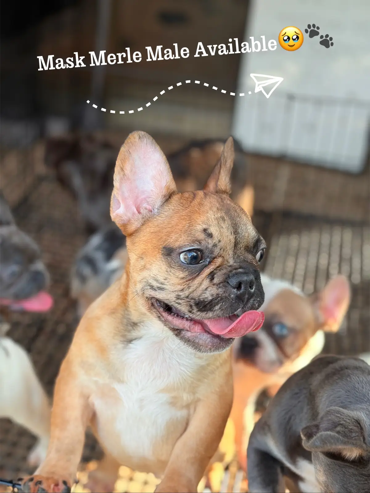 Hermoso hombre ✨🐾 #frenchiesoftiktok #FrenchBulldogUSA #FrenchieLovers #houstontx #houstontiktok 