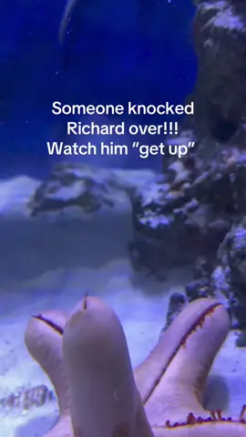 aww Richard! 🤣🤣👏😭😭😂😆🥰 #amusing #interesting #fishtank #starfish #aquarium 