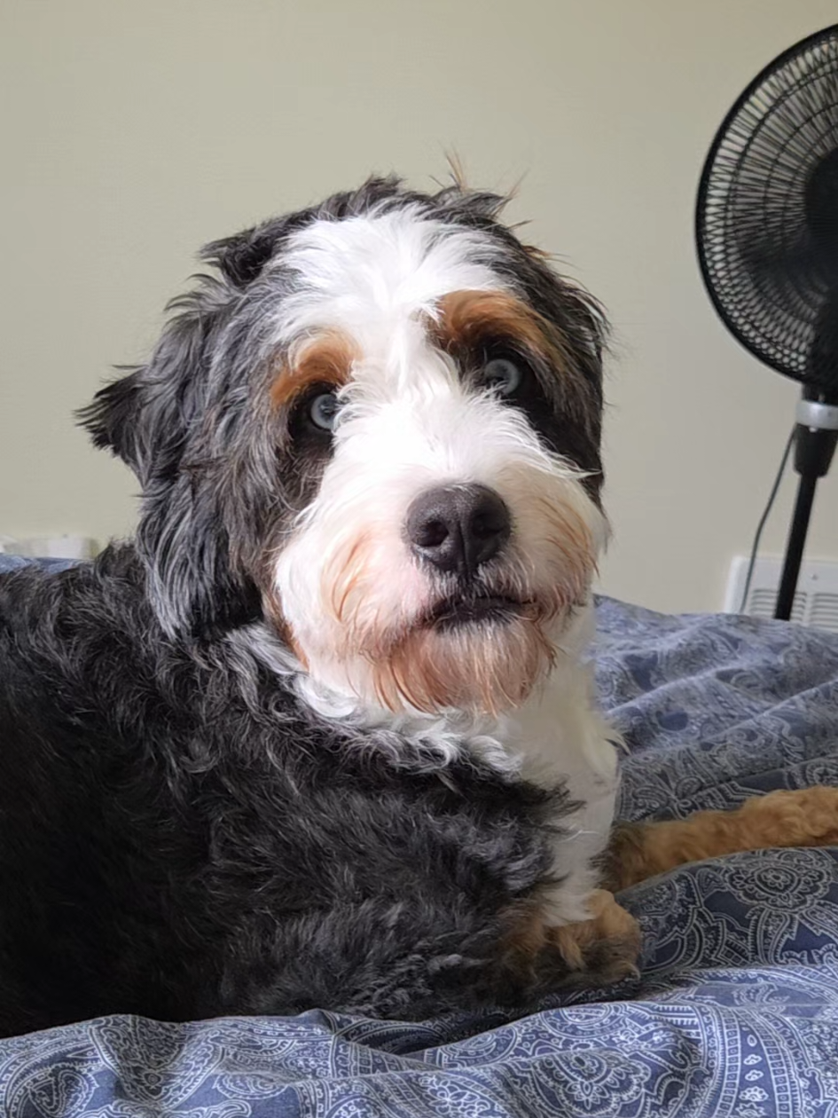 Luna says hi 👋 #hibestie #dogmom #bernedoodle 