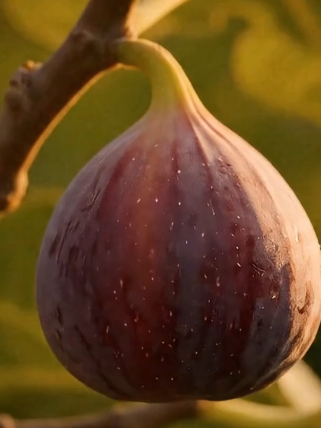 Fresh Fig Cutting on tree #satisfying #figfruit #relaxing #ASMR