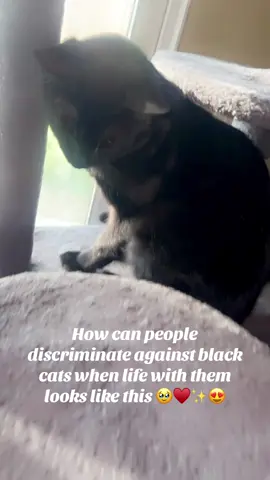 #fypシ #catlover🖤🐈‍⬛😍🥰✨ #lovemylittlepanther 🐾 ♥️ #happynationalblackcatday🥰😍 