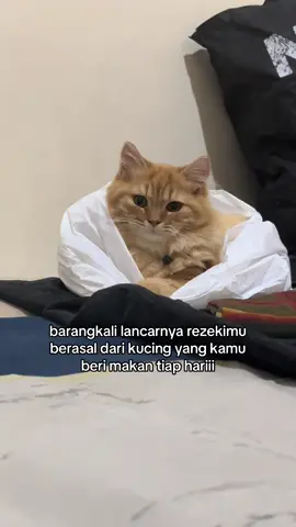 ajurit lung kesayangan,harus sehat2 myy bbyy🐱