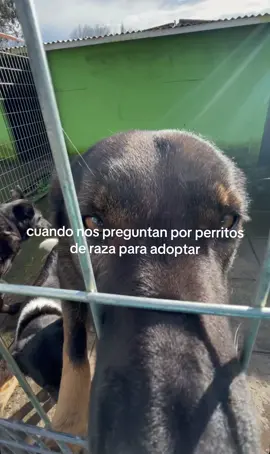 Tenemos variedad! 😂🐶🧡💚 #coaama #adoptanocompres #dog #perro #chile 