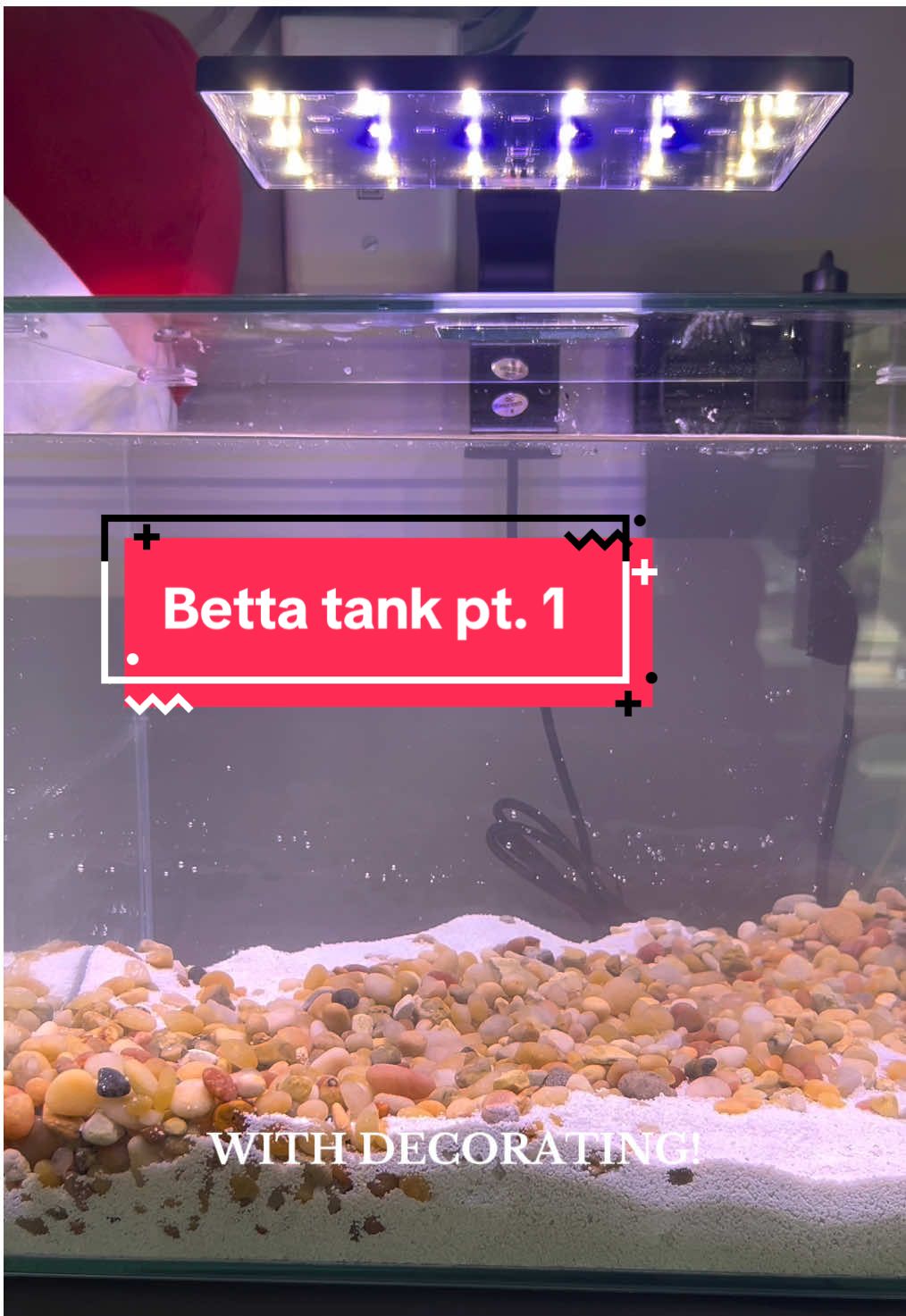 i haven’t had a Betta fish since i was in high school… almost a decade ago now 😣😵‍💫 #bettafish #bettatok 