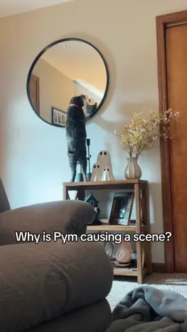 No Sunday Scaries when Pym is around #pym #showercat #pymtheshowercat #Soggytime #sundaynightsoggytime 