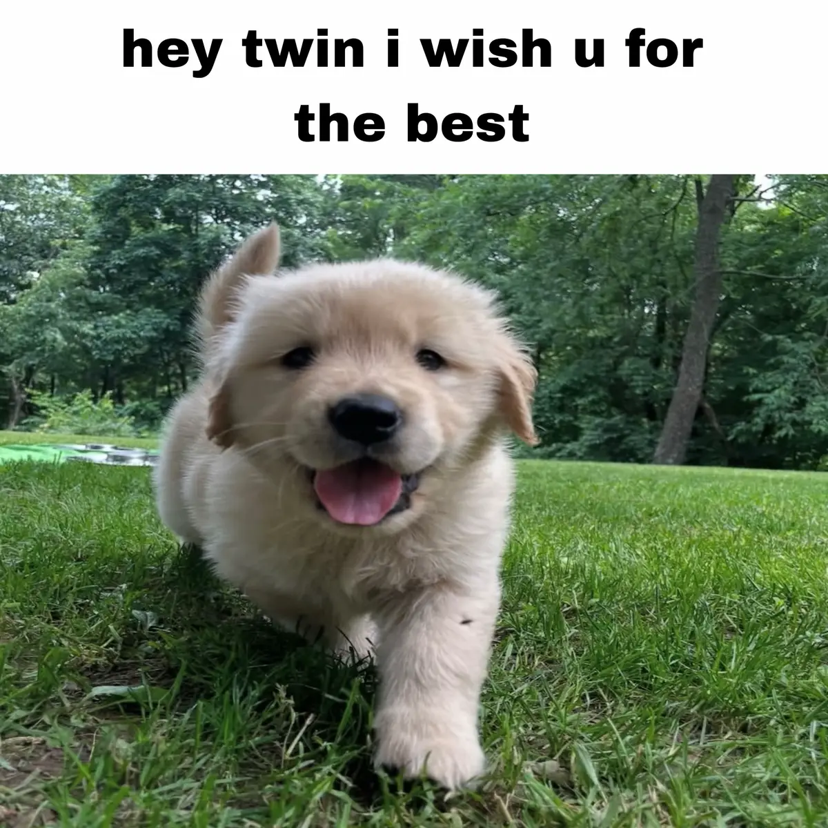 #fyp #hopecore #dog #positivity #positive 
