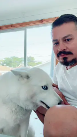 A los huskies no les importa #husky #fyp #tren #huskysoftiktok #huskylove 