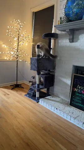 Your cat will love you 