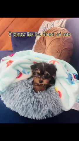 Hello I’m Macho #yorkiesoftiktok #teacupyorkie #teacupdogs #furbabymom 