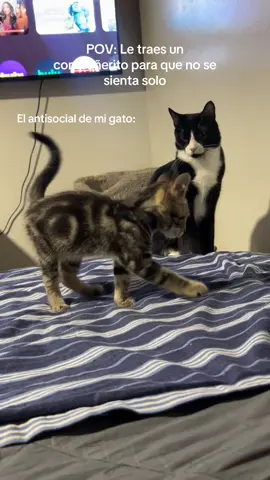 El *asocial*  #catsoftiktok #cat #catlover #gatostiktok #gatos 