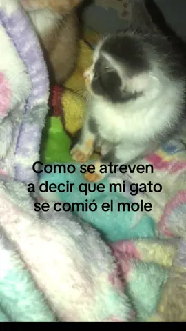 #fyp Lucki #catsoftiktok 