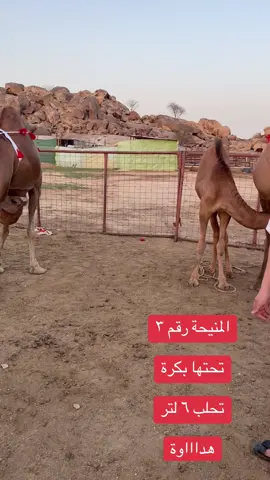٠٥٥٥٩٤٧٧١٠ ٠٥٣٨٠٠٨٠٠٩