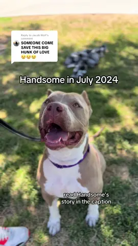 Replying to @Jacob Wolf Hi all 👋 thank you for all the love you’ve shown Handsome! In July 2024 I fostered him shortly from the Animal Foundation in Vegas when he was 90 pounds (seen in the first video). After going back to the shelter, he was quickly adopted. Fast forward to July 2025 and I saw his pictures on a different shelter’s instagram page. I instantly recognized him, but he was 20 pounds lighter and had cuts on his body (seen in the images in this post). We were heartbroken to hear that he was found as a stray. He was taken into Henderson Animal Shelter where I learned that his adopters were contacted, but they never came to pick him up. As soon as he was available to go on overnight trips, we took him home for a sleepover and he was such an angel. He spent the night chilling on the couch with @Jacob Wolf eating lots of treats and getting lots of cuddles! He’s available the Henderson Animal Shelter in southern Nevada where he is being loved on! He’s already looking and feeling better! Handsome is 5 years old and a super sweetheart! He knows commands like sit, down, paw, and wait! We’re not sure how he is with other dogs, but he’s been gentle to all of the kids & adults he’s met! I just want to be clear that this situation is no fault of Handsome’s nor any of the shelters. We love our local shelters and we are so grateful for all of the hard work they put into these amazing dogs! 