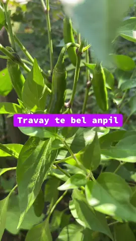 #tiktokshopfind #teamtommorrow #fanmcreol69 