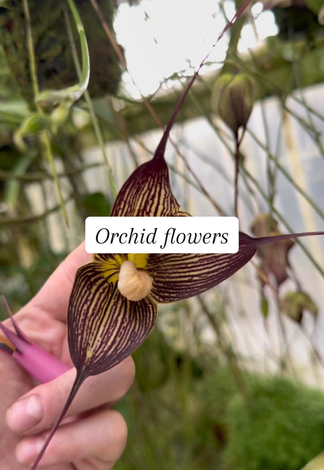 Orchid flowers
