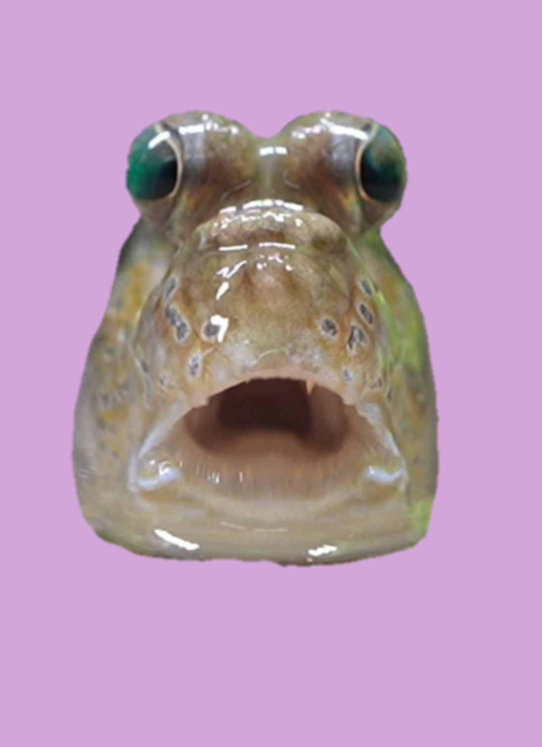 kawaii可愛い❤トビハゼ #トビハゼ #mudskipper  #アクアリウム 