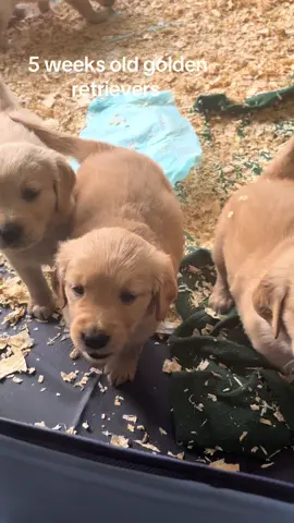 5 week old golden retrievers 