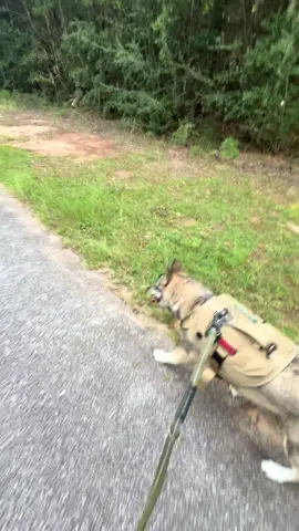 Just wolfdog walkies.