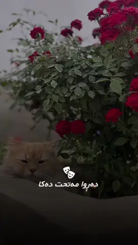 ئه رى به خوايه مروف دوو رووه👌❤️‍🩹 