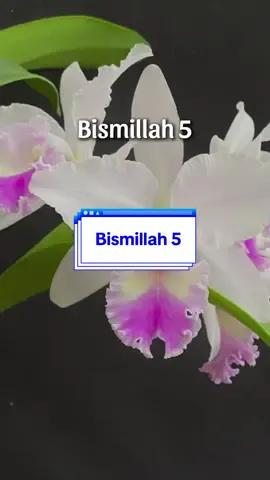 “Bismillah 5, doa pelindung & penawar ✨ Amalkan setiap hari dengan penuh yakin. Jom sebarkan kebaikan ini, semoga jadi pahala berpanjangan 🌙” 👉 Save & Share sekarang untuk ingatan harian! 👉 Follow @amjmaskman untuk lebih banyak doa & zikir pendek. #Bismillah5 #DoaHarian #DzikirPagiPetang #MaskmanOrchid #fypシ゚viral🖤tiktok 