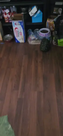 Shelby spotted the dog food from across the room  #SMILEYBRYAN #SMILEY #shelby #tortoise #redfoottortoise 