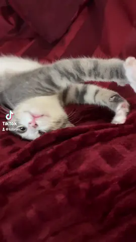 #catsoftiktok 