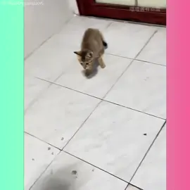 🐱: Anh đi mà gọi #viral #xuhuong #fyp #meo #chuotngumuon 