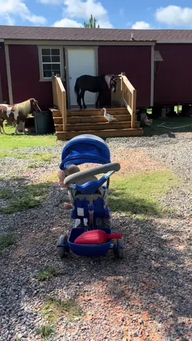 Farm life 😂