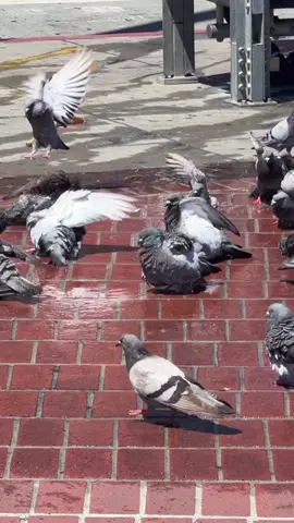 Time to water the birds! 😭🥹