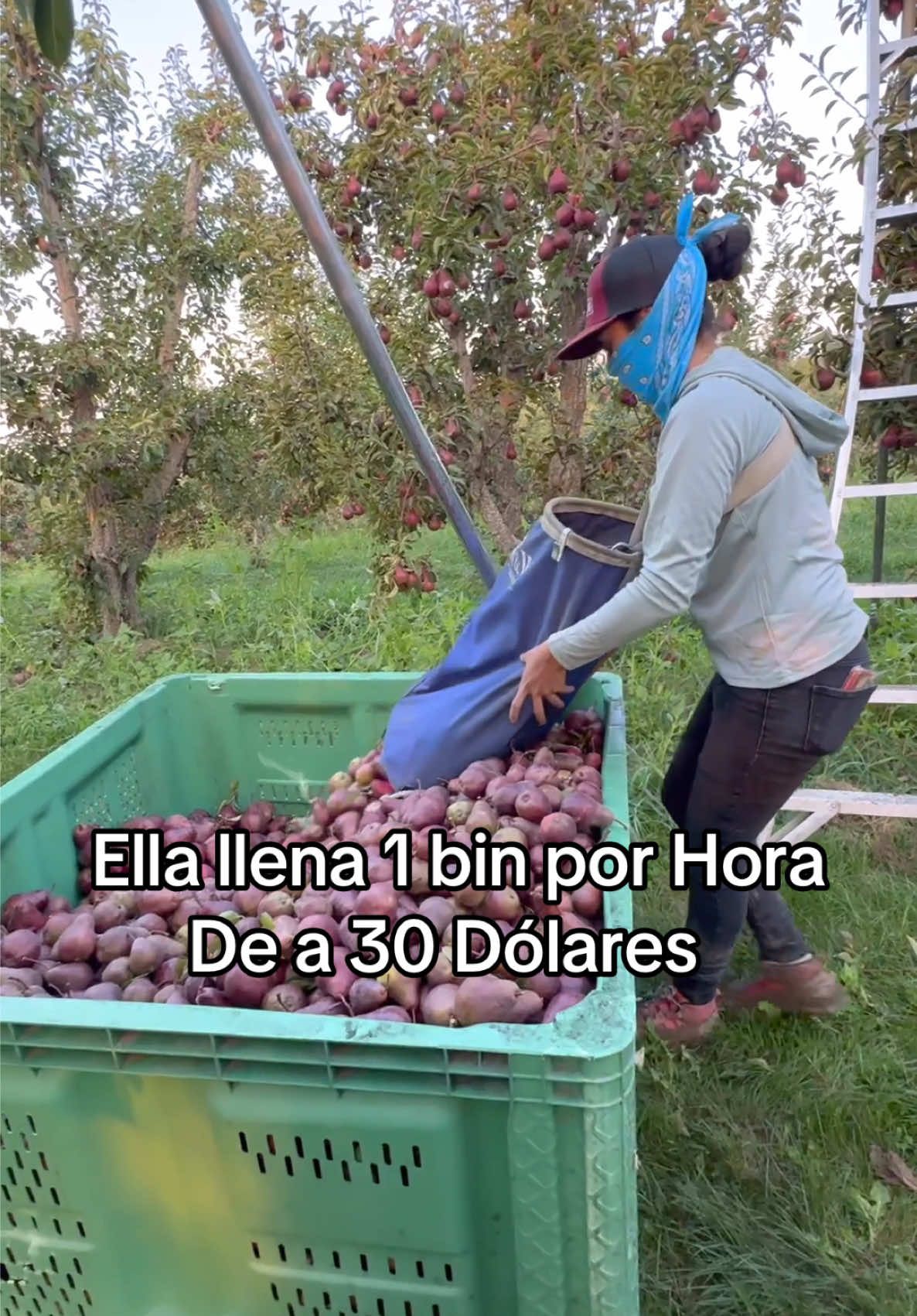 En la pisca de peras Rojas en Washington #trabajo #usa #fruit #farmlife #mexican 